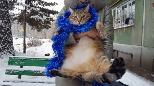 Новогоднее поздравление от толстого кота Степы! С наступающим 2022 годом! смотреть онлайн