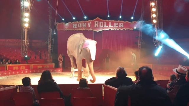 Elefante Katia di Stefano Orfei Roma 2021 смотреть онлайн