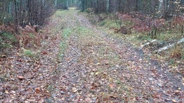 ТИХАЯ ОХОТА ОПЯТЬ ПОЛНАЯ КОРЗИНА ГРИБОВ ? смотреть онлайн