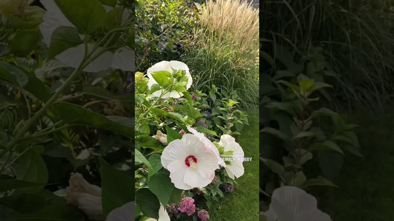 Наш прекрасный#сад# 22 сентября смотреть онлайн