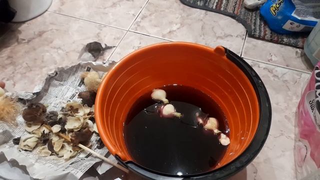 Луковицы тюльпанов после 8 марта: что с ними делать? (Часть 1) смотреть онлайн