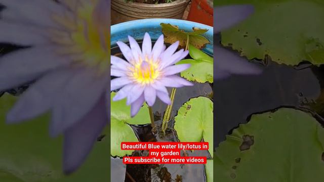 Beautiful Blue water lily/lotus in my garden #flower #harvesting #lotus #waterlily #bulbs #branch смотреть онлайн