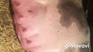 Свинья не смогла разродиться сама. Очень тяжёлый опорос.