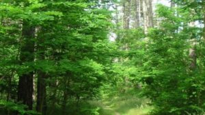 Это Русь моя сл. и муз. иерея Сергия Мерзликина.mp4