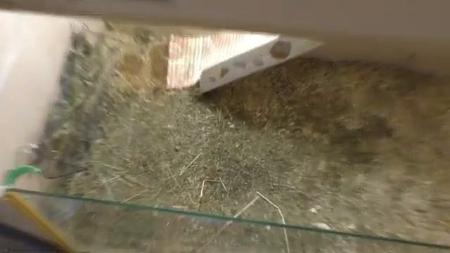 ГЕНЕРАЛЬНАЯ УБОРКА У МОРСКИХ СВИНОК смотреть онлайн