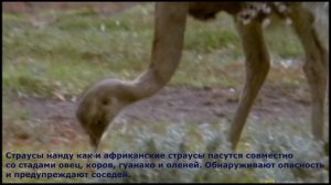 Детям о животных: Страусообразные