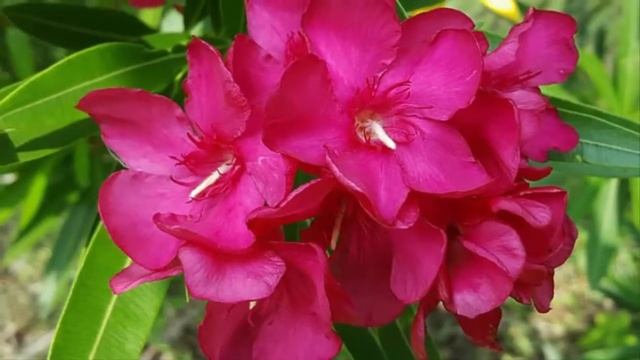 How To Plant Flowers Oleander For Flowering Fast For Ornamental Plants At Home