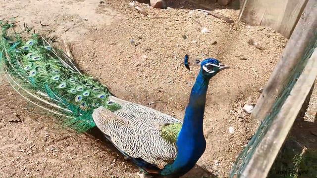 Кемпинг и мини зоопарк Buki Mini Zoo смотреть онлайн