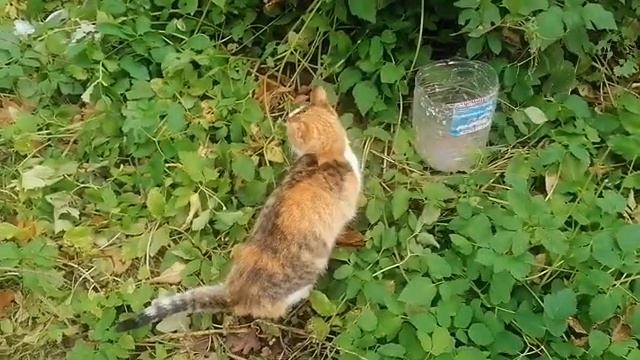 Домашний приют. Пришёл новый рыжий кот и взрослая трехцветка. смотреть онлайн