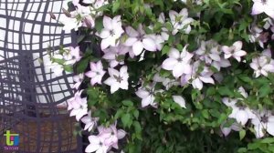 Clematis florida Fond Memories® by Pépinières Travers
