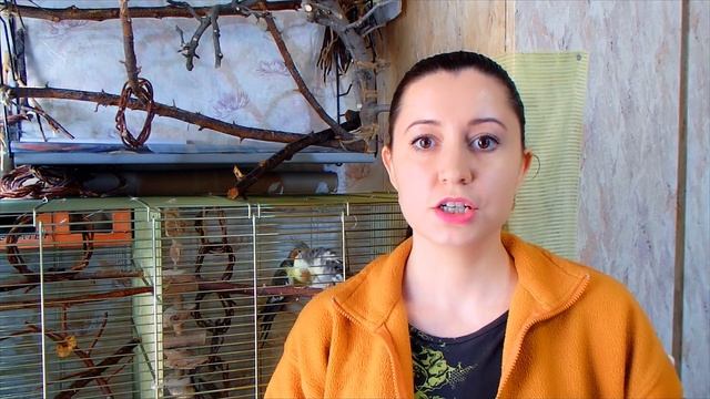 Может ли сепия для попугая иметь ЗАПАХ и не быть БЕЛОЙ. Панцирь каракатицы(сепия) для попугая. смотреть онлайн