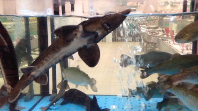 Море на ладони