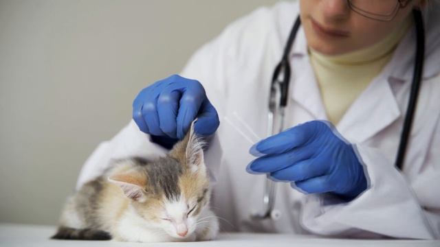 Котенку обожгли мордочку и бросили умирать! На это невозможно смотреть без слез! смотреть онлайн