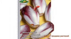 Салат обыкновенный Диетический Кочанный ? обзор: как сажать, семена салата Диетический Кочанный