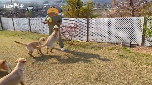 새끼들 떠나보낸 어미견 근황... смотреть онлайн