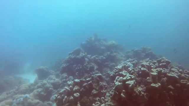 Bodufolhudhoo Reef, Maldives, Jan 26 2019 смотреть онлайн