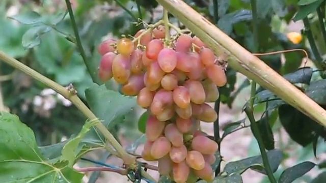 Виноград Арочный. смотреть онлайн