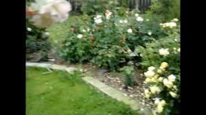 Штамбовая роза Шарль Азнавур в солнечный и дождливый день