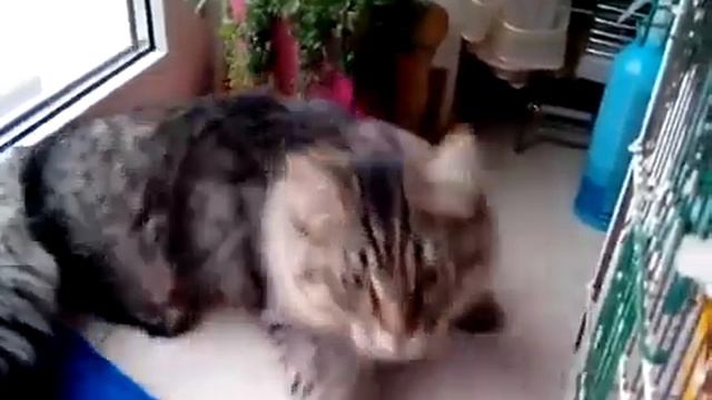 Мейн Кун знакомится с попугаем смотреть онлайн