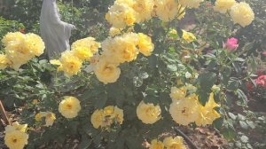 Doris Day Rose; Growing a Doris Day Rose in Phoenix, AZ