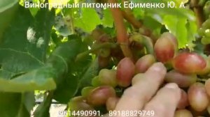 виноград кишмиш Лилит