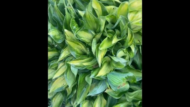 hosta tick tock. Хоста тик ток смотреть онлайн