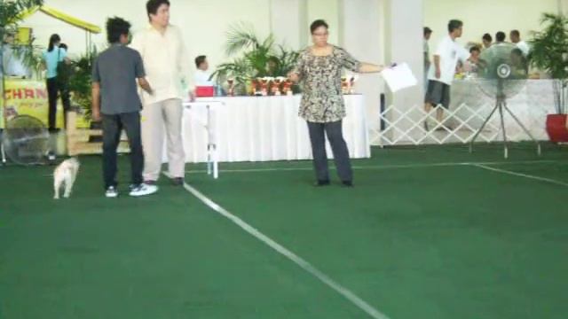 6/27/2009 pcci dog show смотреть онлайн