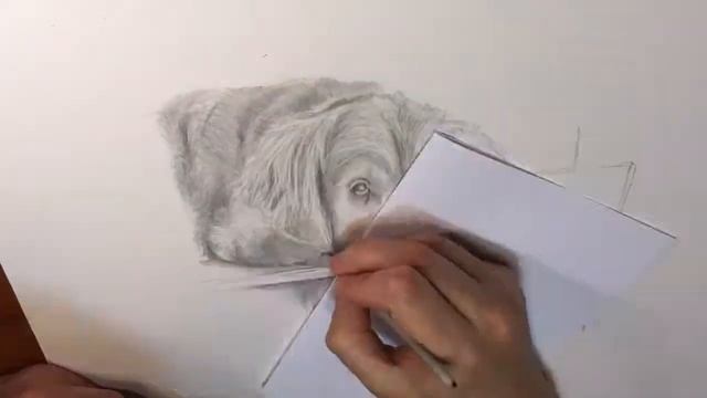 Drawing Process: Nero the dog pet portrait drawing in time lapse смотреть онлайн