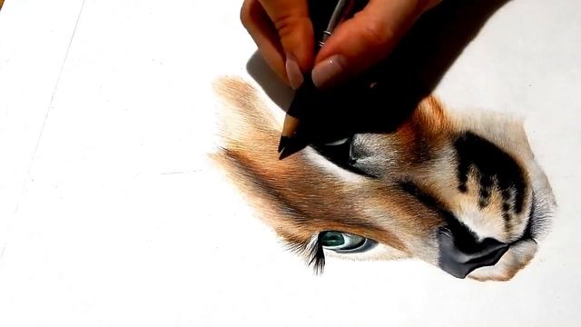 Рисую рысь (каракал). Drawing caracal. смотреть онлайн