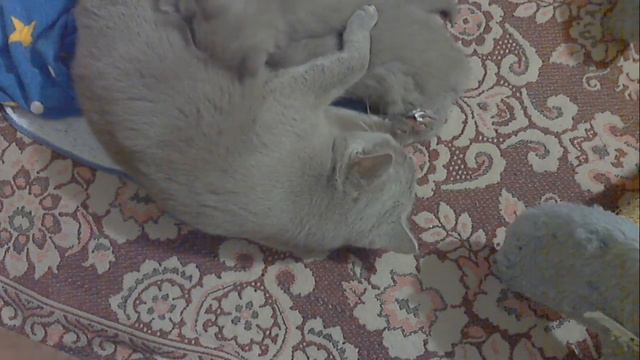 Scottish folds & Scottish Straights 12-12-2016 смотреть онлайн