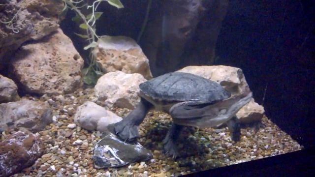WildPark (Antalya Aquarium/Анталья Аквариум) Turtle смотреть онлайн