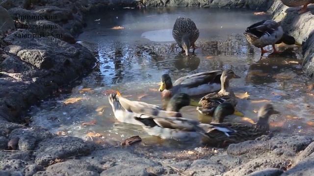 УТКИ НА ЛЬДУ