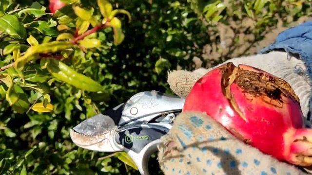 Пробуем первые плоды граната. смотреть онлайн