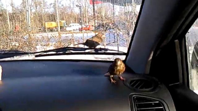 Воробей залетел в машину!!! смотреть онлайн