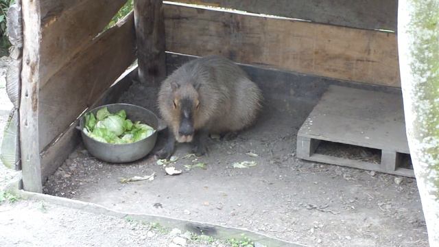 капибара смотреть онлайн
