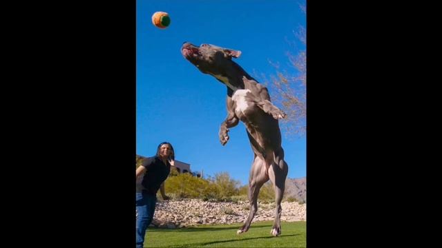 Обзор Sony Xperia 1 II - мечты мобильного фотографа и киномана смотреть онлайн