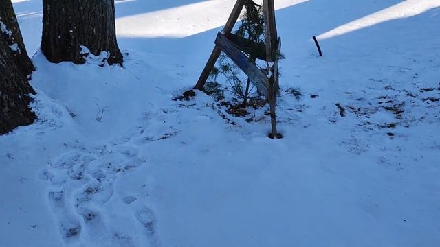 Ель Коника. Как сохранить ель в горшке до  дачи!