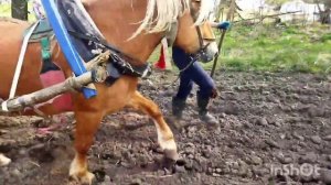 ЛОШАДИ В РАБОТЕ/НА ЗАРИНЕ РАЗВОЗИМ НАВОЗ/ЖИЗНЬ В ДЕРЕВНЕ