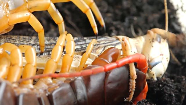 ЧТО БУДЕТ ЕСЛИ УКУСИТ СКОЛОПЕНДРА смотреть онлайн