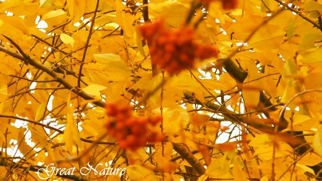 Уходящая Золотая Осень Беларуси Релакс Видео Отдых на Природе. Осенняя Природа и ее звуки. смотреть онлайн