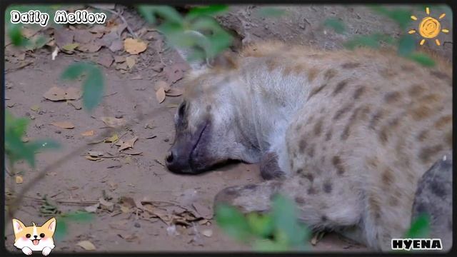 Hilarious Animal Sounds Compilation: White mountain ram, Turkey, Armadillo смотреть онлайн
