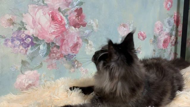 Katherine Zeta Sulamita (Кетрин).Питомник мейн кун котят "Суламита". г. Воронеж смотреть онлайн