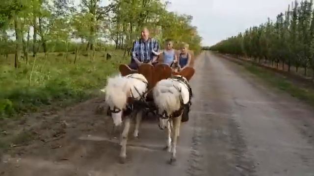 Я Давид и моя ферма. Шотландские пони и мы с Дедушкой.(2) смотреть онлайн