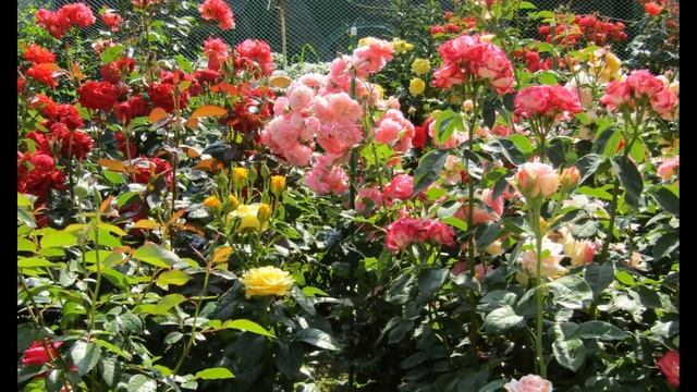 Мой Розовый сад. Розы Гийо 2020г в моём саду... смотреть онлайн