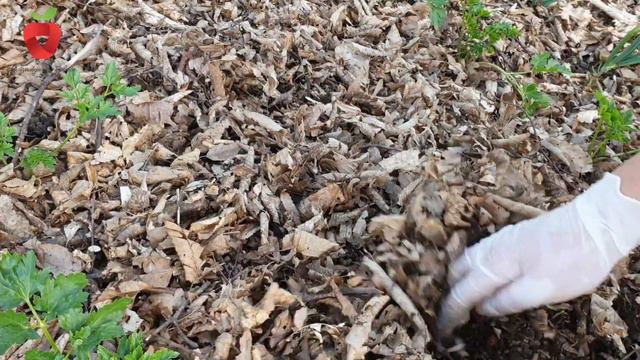 11 savjeta za pravilno presađivanje biljaka na otvoreno смотреть онлайн
