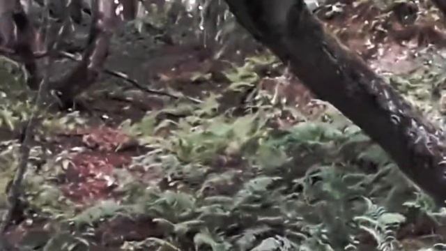 Дикий камышовый кот в горах КБР смотреть онлайн