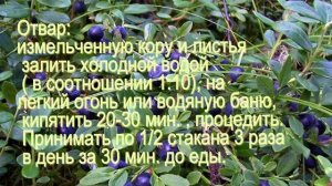 Полезные свойства Жимолости, ЛЕЧЕБНЫЕ КАЧЕСТВА. Снижает кровяное давление.
