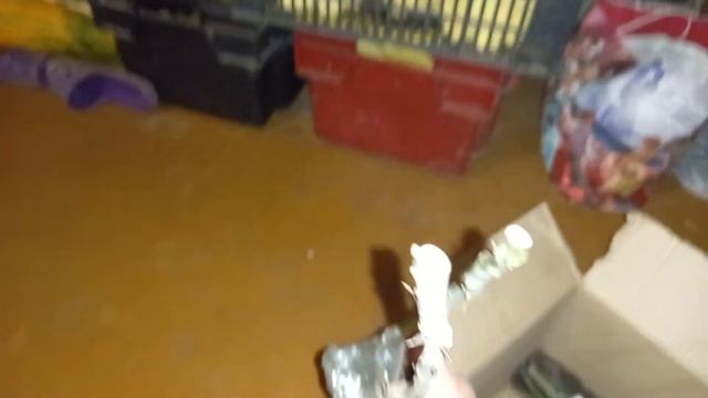 Посылка из питомника Росток,Челябинск. смотреть онлайн
