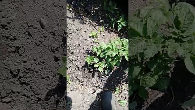 бензиновый опрыскиватель патриот смотреть онлайн