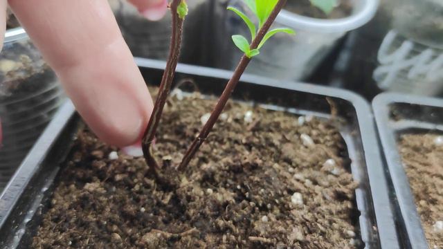 Черенкую Стровберри Блоссом из кассеты.Начало эксперимента 🌿🌿🌿 смотреть онлайн